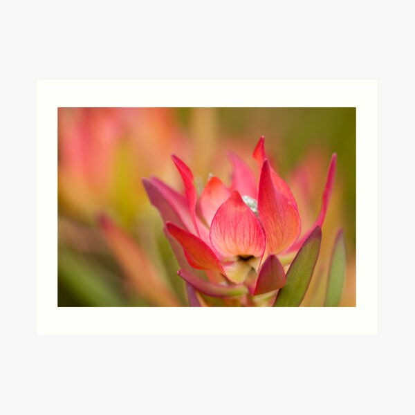 Desire Art Print