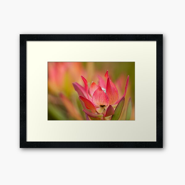 Desire Framed Art Print