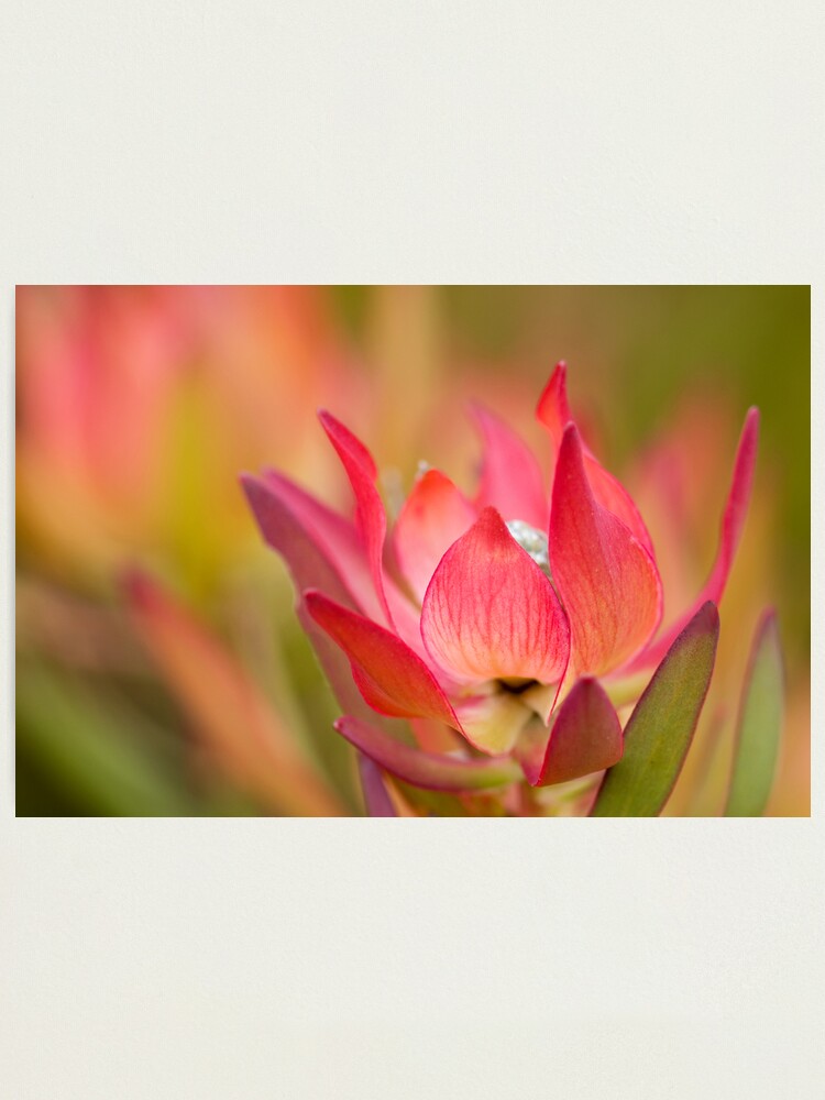 Alternate view of Desire Photographic Print