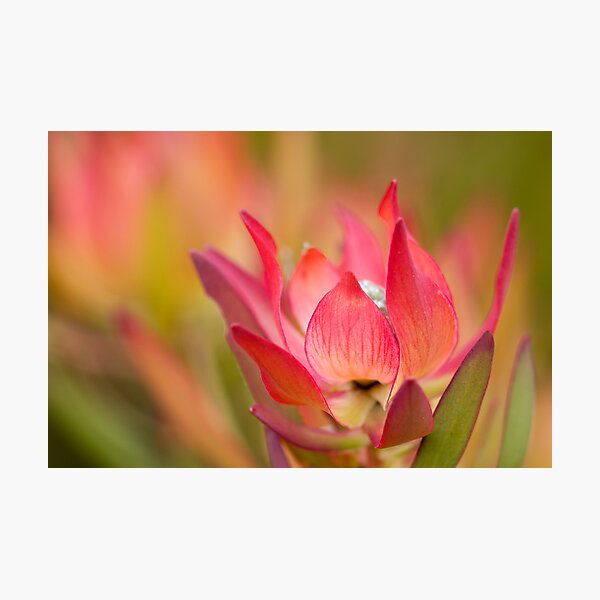 Desire Photographic Print