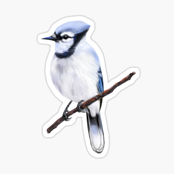 "Winter Blue Jay" Sticker for Sale by Wondersofwhimsy Redbubble