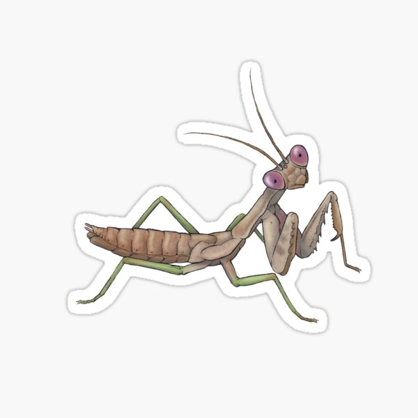 Praying Mantis Sticker