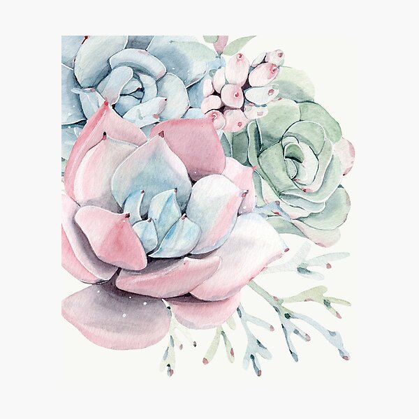 Elegant Succulents Pink and Blue and Green Desert Succulent Illustration Photographic Print