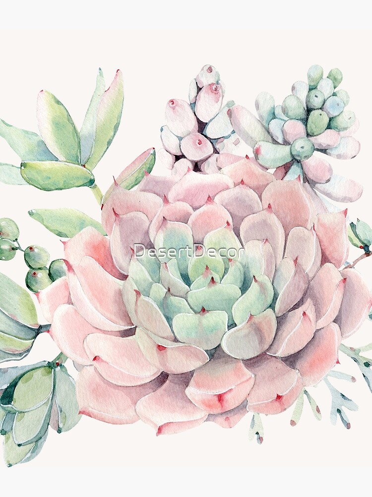Pretty Succulents Pink and Green Desert Succulent Illustration by DesertDecor