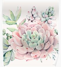 Pretty Succulents Pink and Green Desert Succulent Illustration Poster