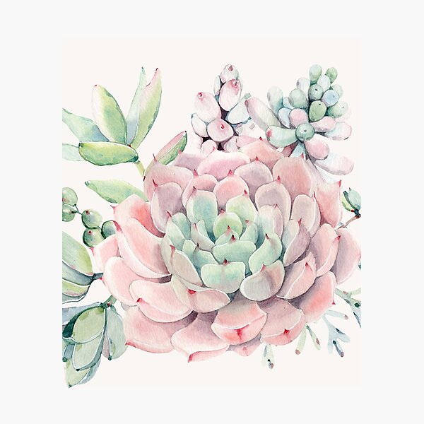 Pretty Succulents Pink and Green Desert Succulent Illustration Photographic Print