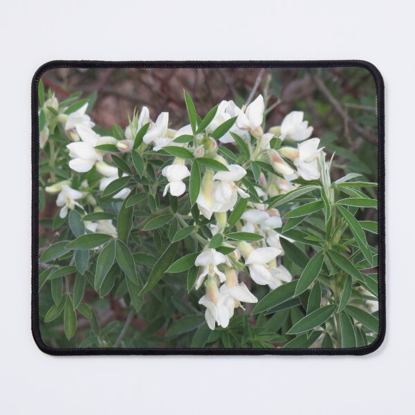 Item preview, Tree lucerne flowers designed and sold by greentiger1.