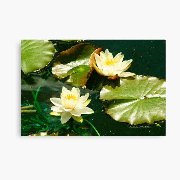 THE LILY POND Canvas Print
