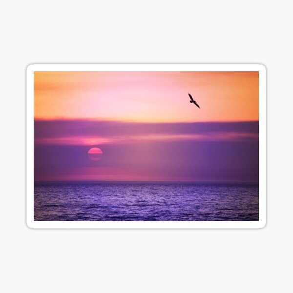 Pelican Sunset Sticker