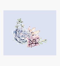 Elegant Succulents Mint Green and Blue Desert Succulent Southwest Art Photographic Print