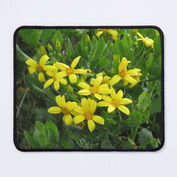 Item preview, Bitou bush flowers designed and sold by greentiger1.