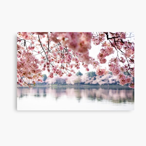 Cherry Blossoms on the Tidal Basin Canvas Print
