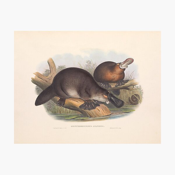 Item preview, Duckbilled Platypus - John Gould designed and sold by vintagepixs.