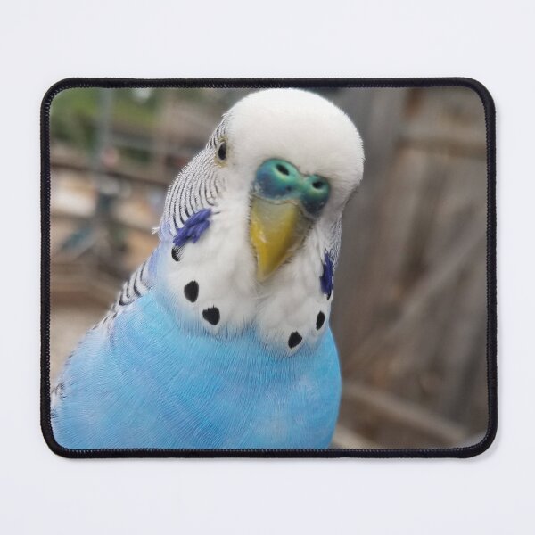 Item preview, Close-up of a Blue Parakeet designed and sold by MinaBohl.