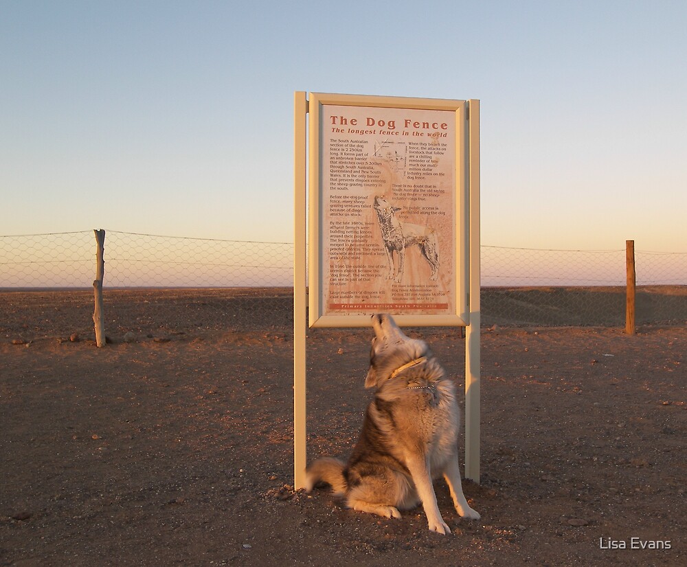 "The Dog Fence, Coober Pedy, South Australia" by Lisa Evans Redbubble