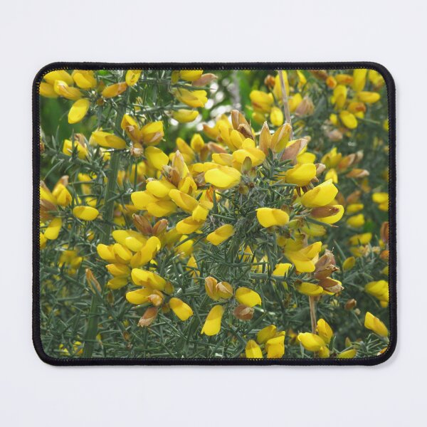 Item preview, Gorse flowers designed and sold by greentiger1.