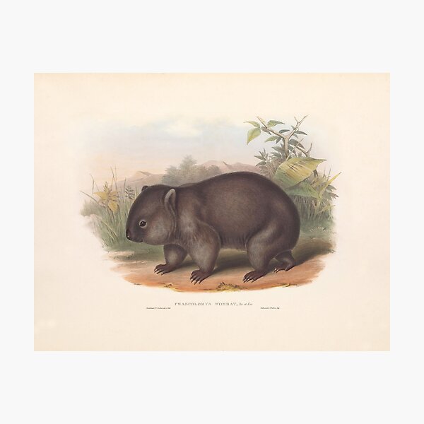 Item preview, Australian Wombat - John Gould designed and sold by vintagepixs.
