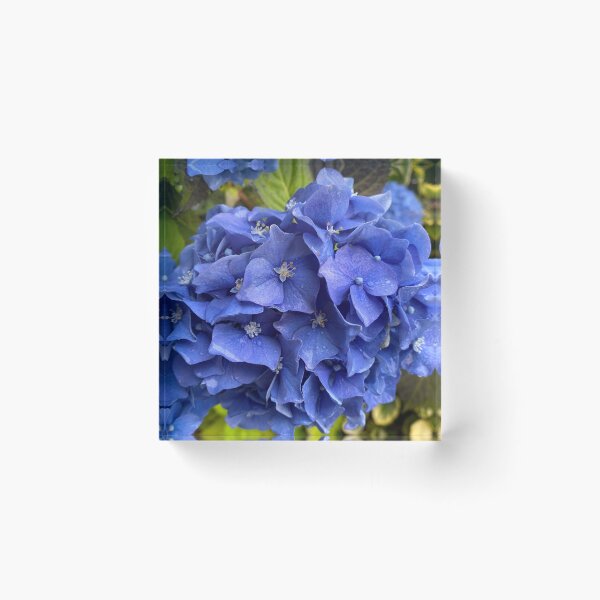 Item preview, Raindrops on Blue Hydrangea Flowers designed and sold by Sinemathk.