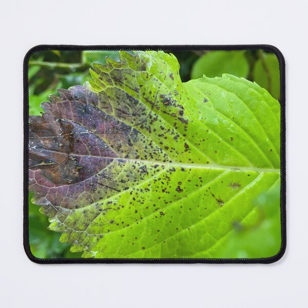 Item preview, Closeup of a Decaying Leaf designed and sold by Sinemathk.