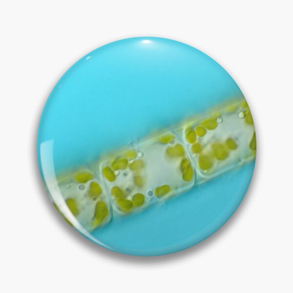 Item preview, Melosira diatoms under the microscope designed and sold by SDym Photography.