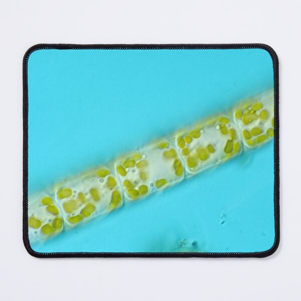Item preview, Melosira diatoms under the microscope designed and sold by SDym Photography.