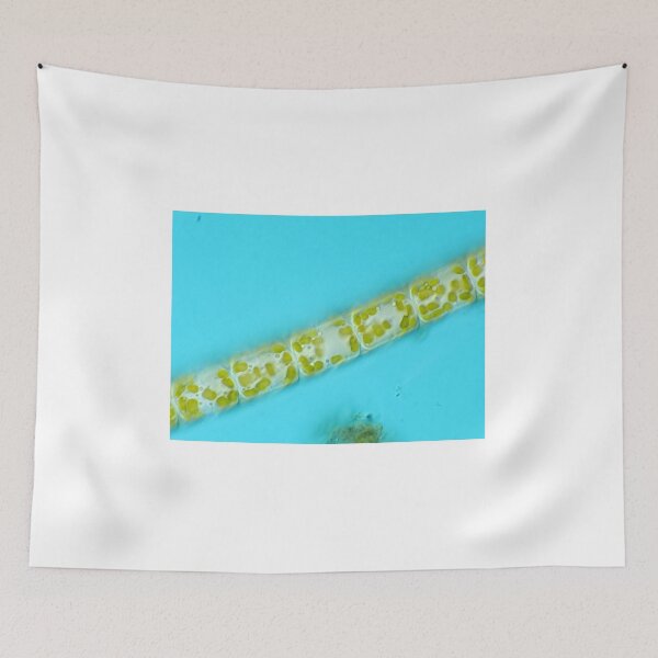 Item preview, Melosira diatoms under the microscope designed and sold by SDym Photography.