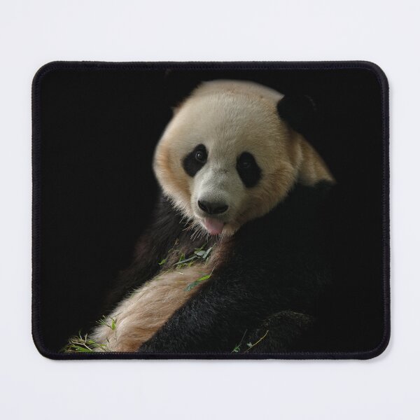 Item preview, Giant Panda Sticking Out Her Tongue designed and sold by rawshutterbug.