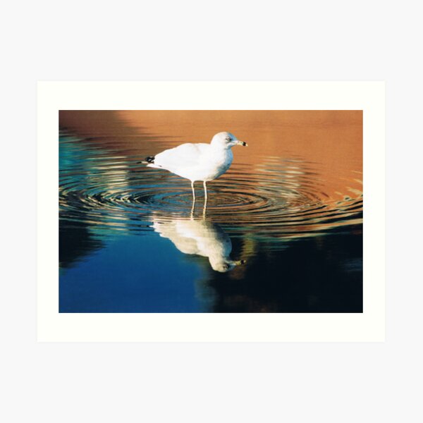 GULL REFLECTION Art Print