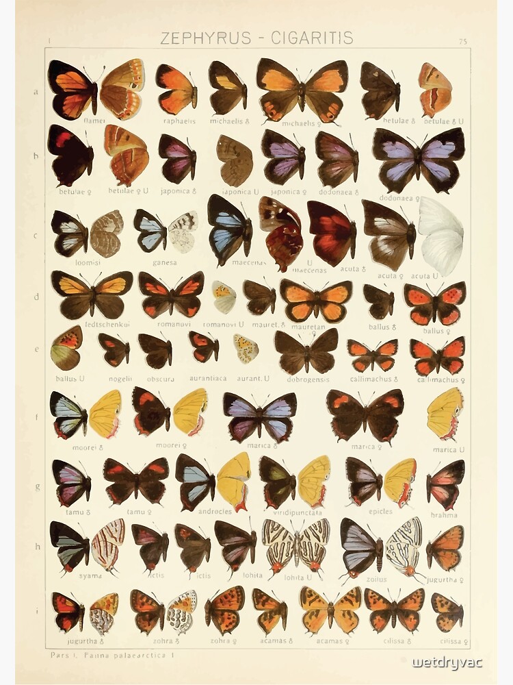 The Macrolepidoptera of the world a systematic account Premium Matte ...