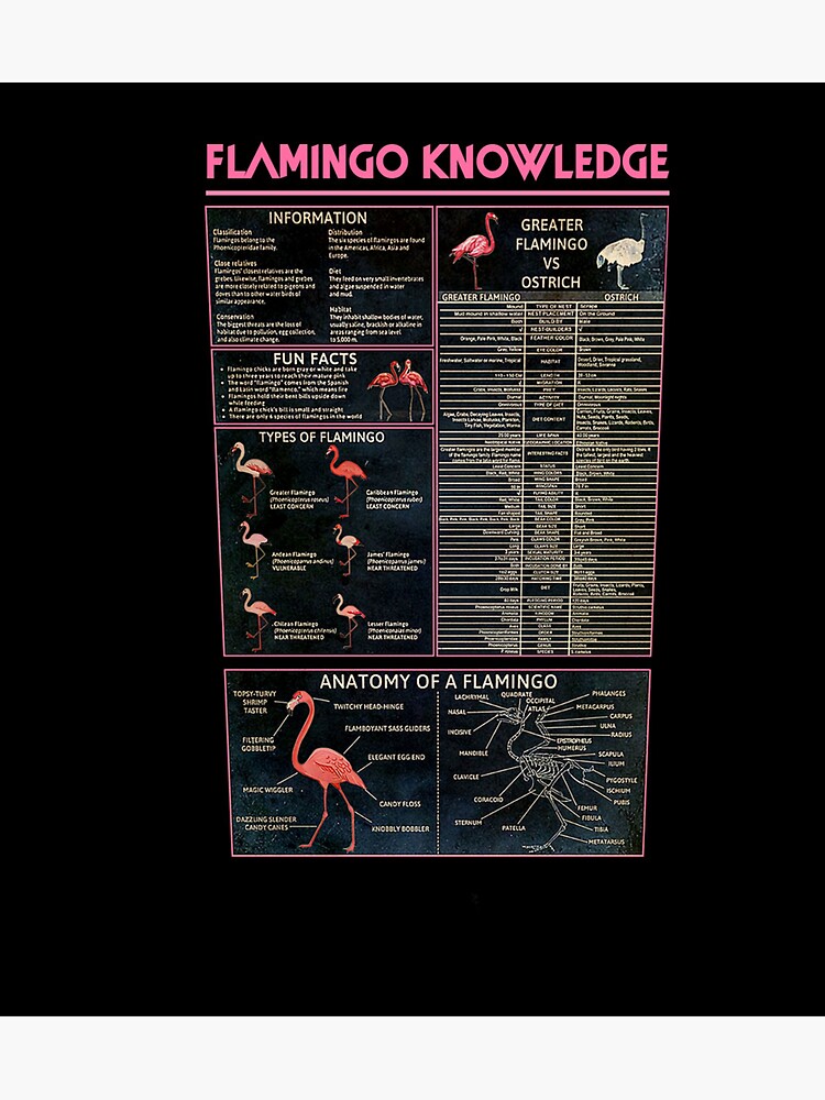 "Flamingo Knowledge Anatomy of Flamingo Etymology Fun Facts" Sticker