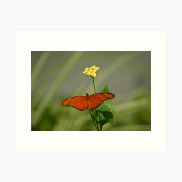 Julia Butterfly in Meadow Art Print