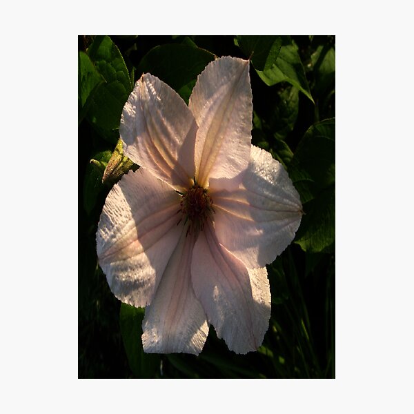 Lady Love Photographic Print