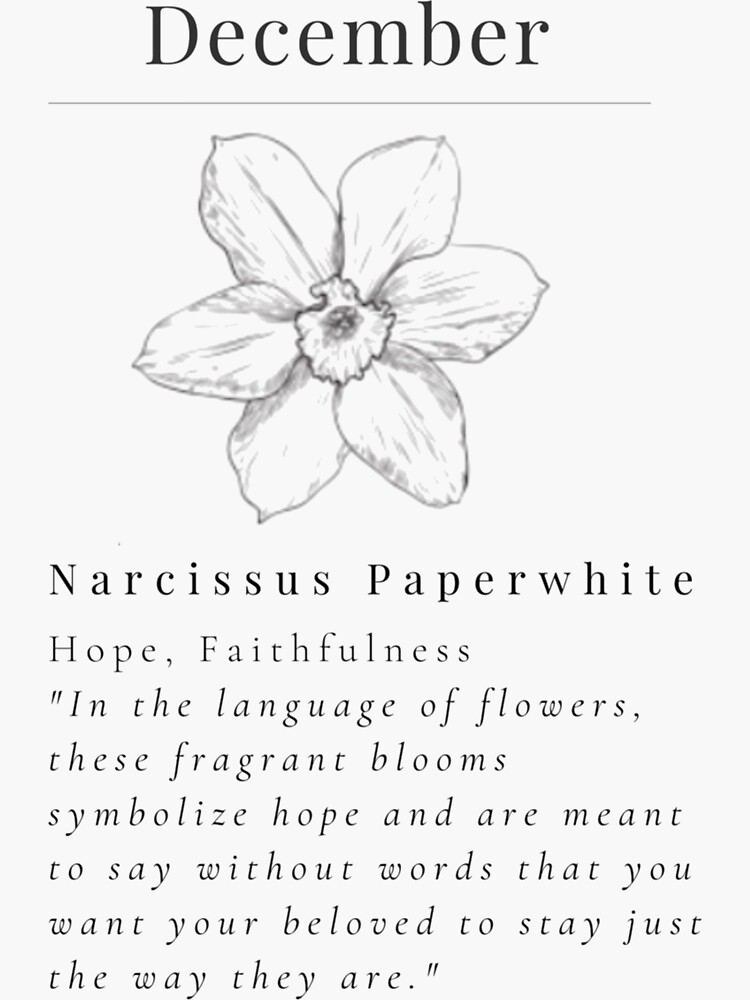 "Minimalistic Birth flower December Narcissus Paperwhite flower meaning