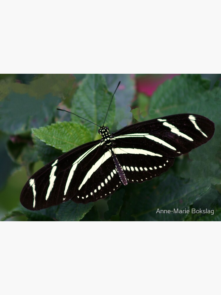 Zebra Longwing by amb1946