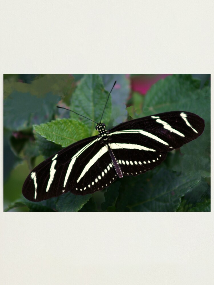 Alternate view of Zebra Longwing Photographic Print