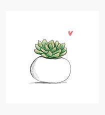 Succulent in Plump White Planter Photographic Print