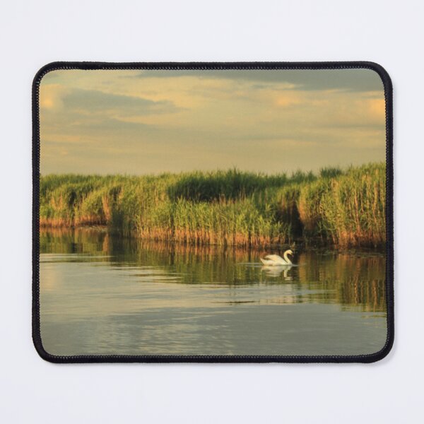 Item preview, Old swan swims amongst the reeds  designed and sold by rgrayling.