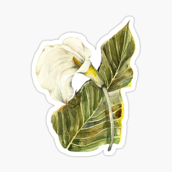 White Calla Lily Botanical Art Sticker