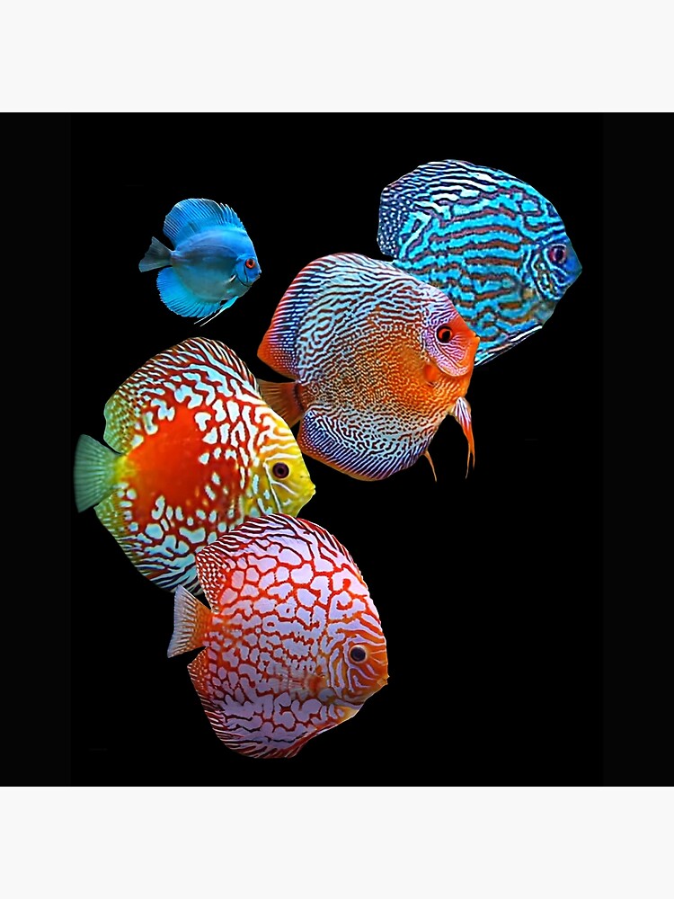 Discus Fish Keeper Aquarium Hobby Poster for Sale by JRRTs