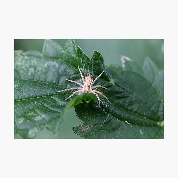 Impression Photo Itsy Bitsy Tini Wini Bebe Araignee Sauteuse Par Cuprum Redbubble