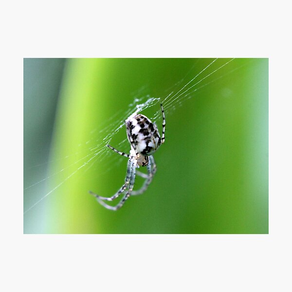 Impression Photo Itsy Bitsy Tini Wini Bebe Araignee Sauteuse Par Cuprum Redbubble