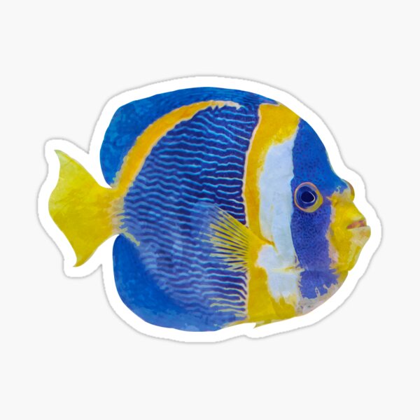 Blue Angel Fish Stickers for Sale, Free US Shipping