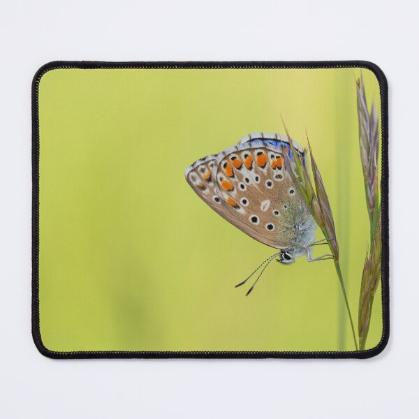 Item preview, Adonis blue butterfly designed and sold by JHcolors.