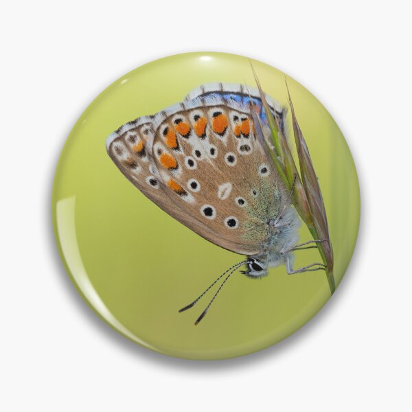 Item preview, Adonis blue butterfly designed and sold by JHcolors.