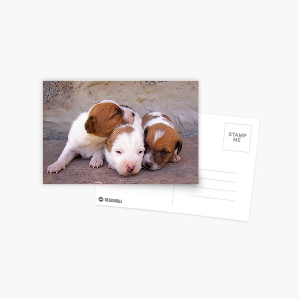 3puppies Postcard