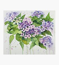 Lavender Lace Cap Floral Photographic Print