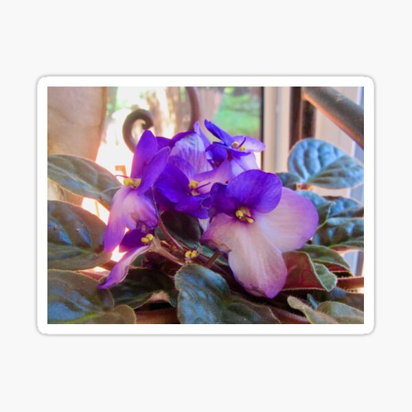 "African violets" Sticker for Sale by Shulie1 Redbubble