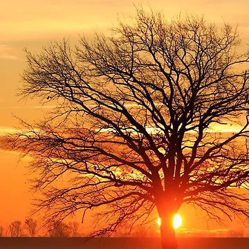 Artwork thumbnail, Tree by eleyne