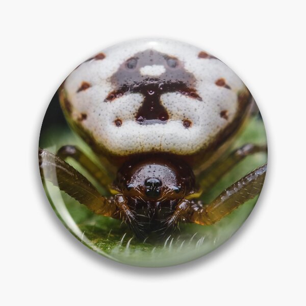 Artikelvorschau, Spined Micrathena Orb-weaver Spider - Araneidae entworfen und verkauft von AronsTinySafari.