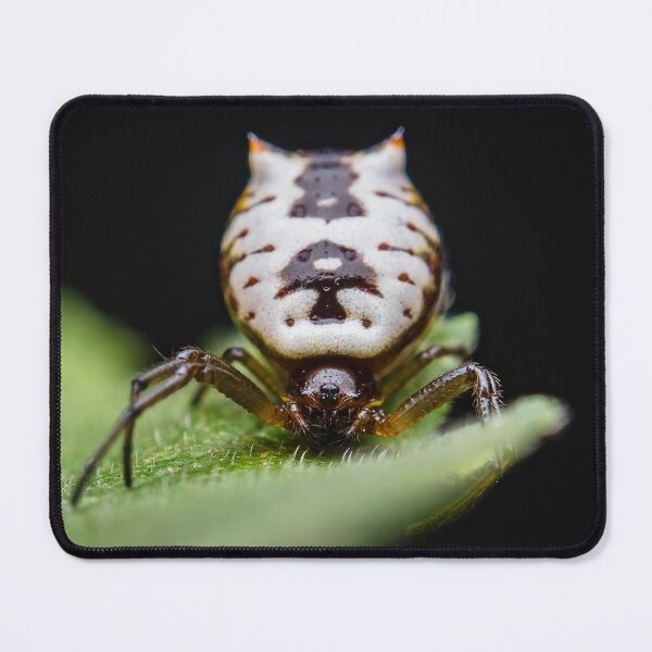 Item preview, Spined Micrathena Orb-weaver Spider - Araneidae designed and sold by AronsTinySafari.